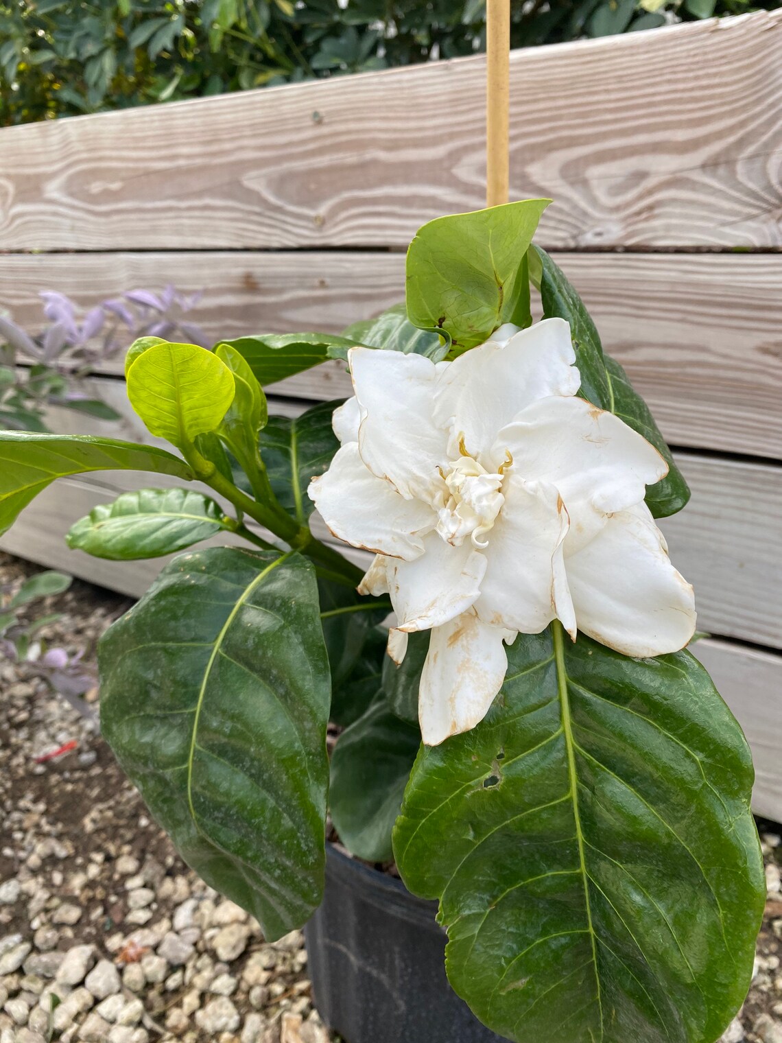 Double Tahitian Gardenia Bush form 10 inch pot | Etsy