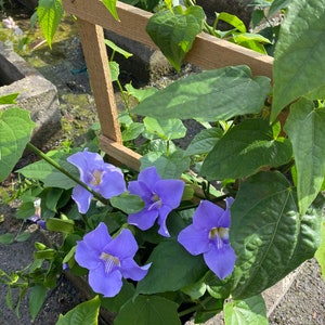 May include: A close-up of a flowering plant with vibrant blue flowers and lush green leaves. The flowers have a trumpet shape with a yellow center. The plant is supported by a wooden trellis, creating a visually appealing display.
