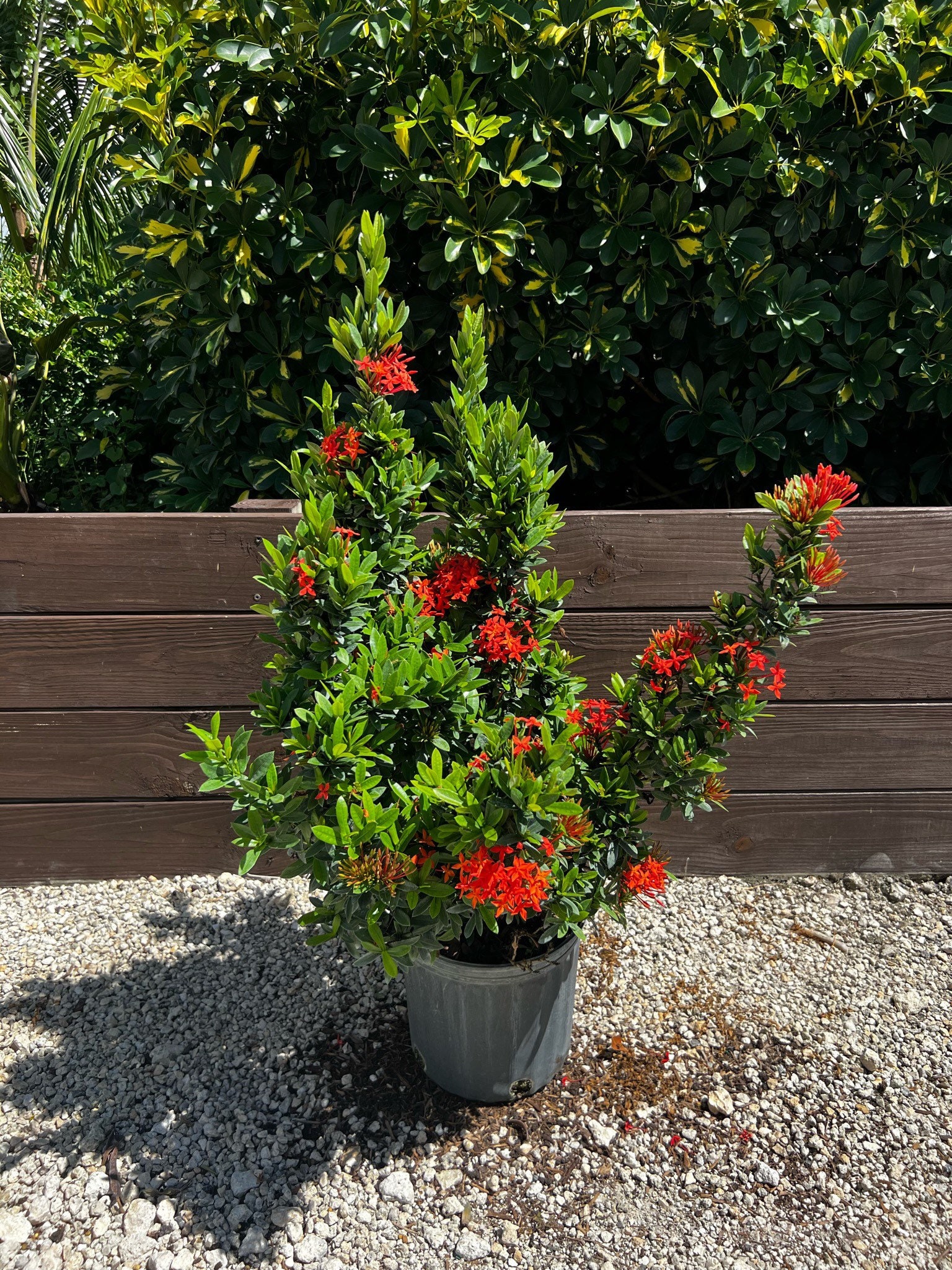 Ixora Taiwanese Red Dwarf Ixora 10 Inch Pot - Etsy.de