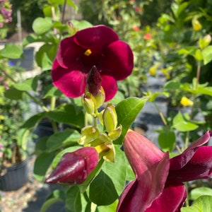 Allamanda Purple Vine Mini Red Allamanda blanchetii 10 inch pot FREE Shipping East Coast and Central States image 6