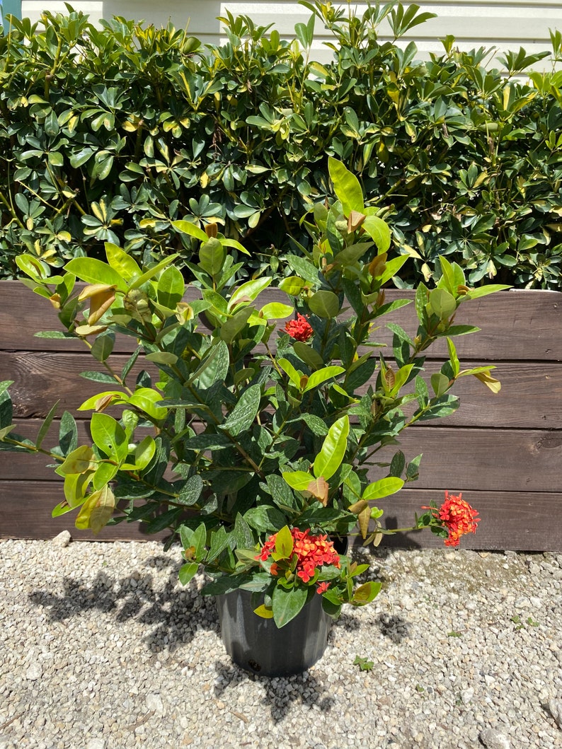 Ixora Maui Red Ixora Coccinea 10 inch pot FREE Shipping East Coast and Central States image 3