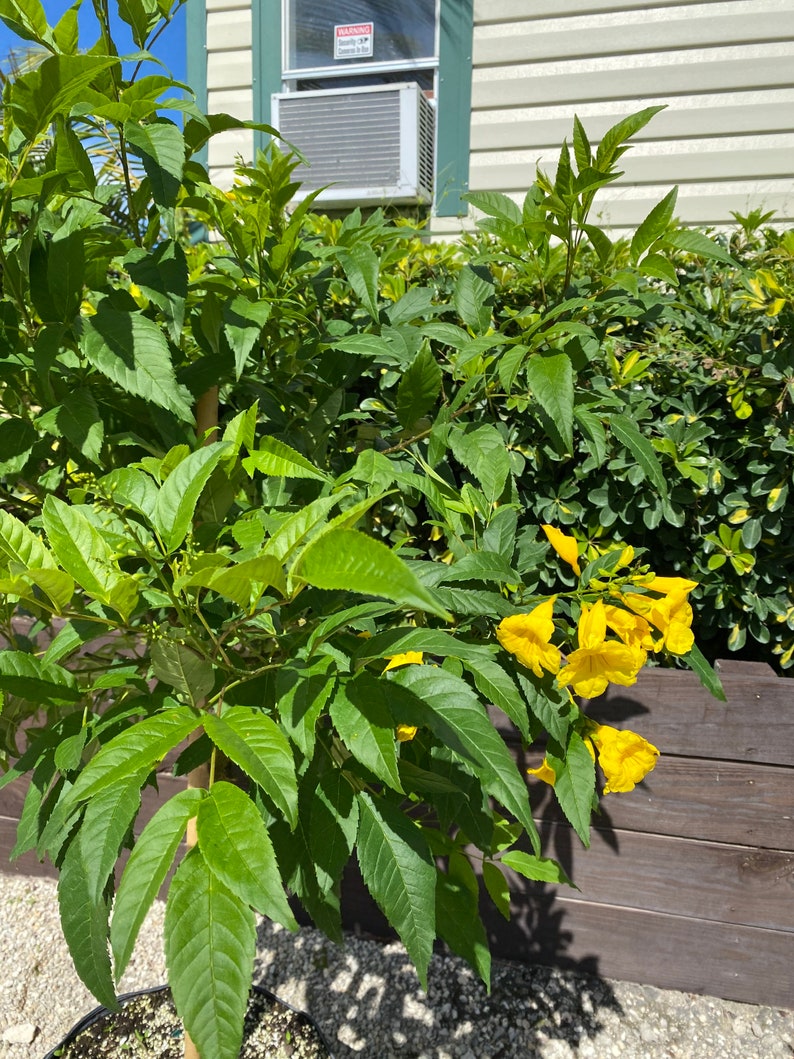 Yellow Elder Stans Esperanza Plant. Standard TREE FORM Etsy