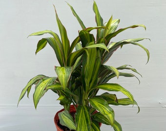 Cordyline ‘Kiwi Hawaiin’ 10” inch pot  FREE Shipping East Coast and Central States