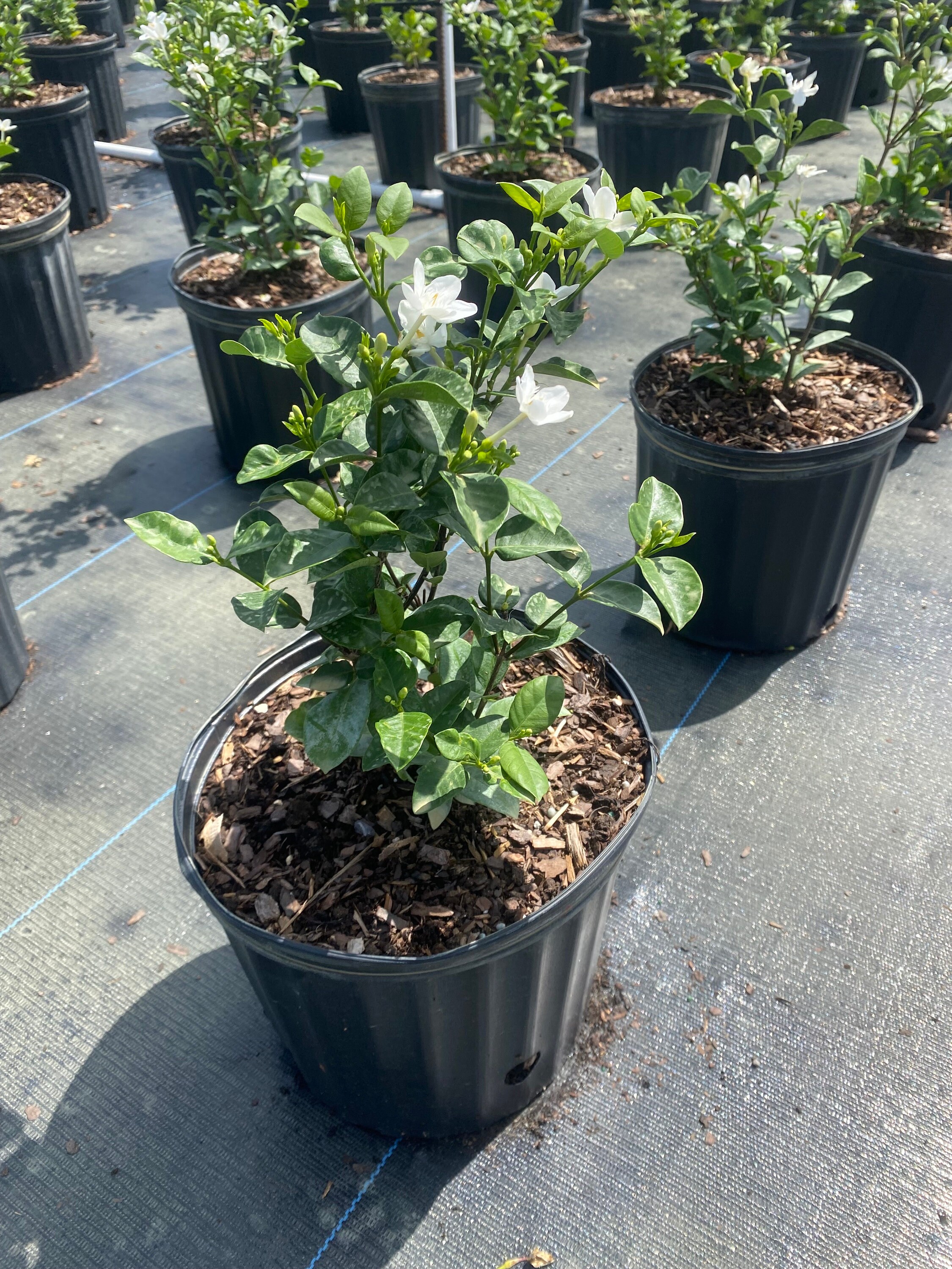 Asian Snow, Wrightia Antidysenterica 10 Inch Pot Live Tropical