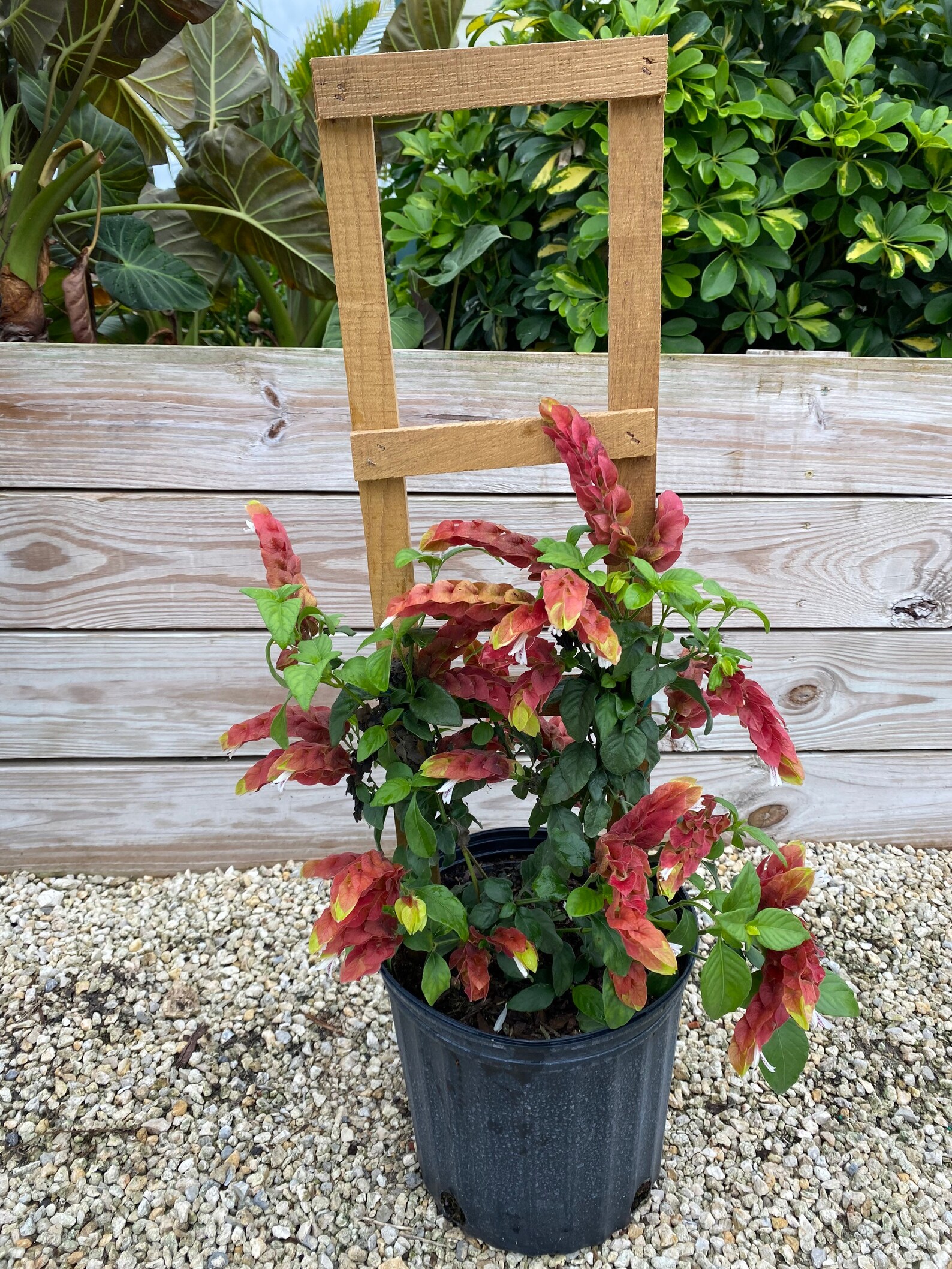 Vine Fruit Cocktail Shrimp Plant / Justicia Brandegeana 10 Etsy