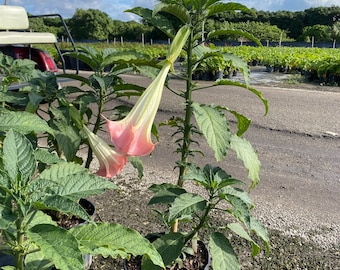 Angel’s Trumpet  – Brugmansia 10 Inch Pot Tree form. Tropical Flowering Tree with Large Fragrant Trumpet Blooms, Sun-Loving Landscape Plant