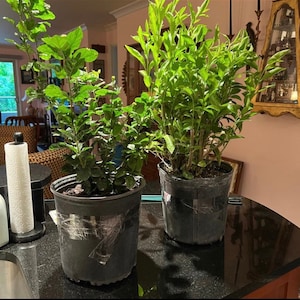 May include: Two potted green plants with dark green leaves in black plastic pots on a black countertop.