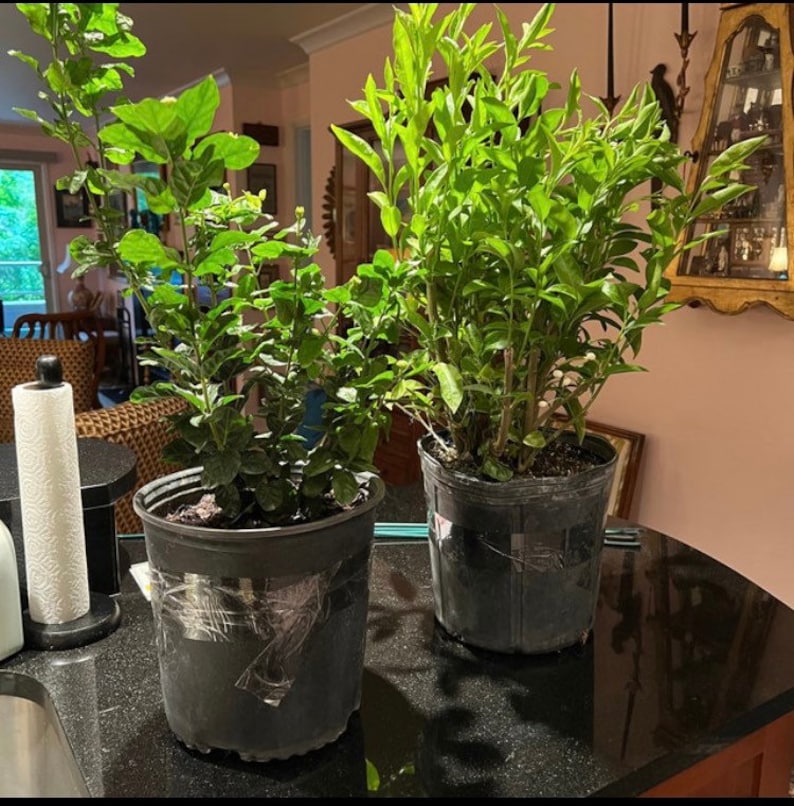 May include: Two potted green plants with dark green leaves in black plastic pots on a black countertop.