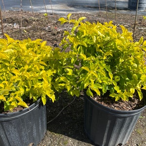 Gold Mound Duranta repens 10 inch pot FREE Shipping East Coast and Central States image 8