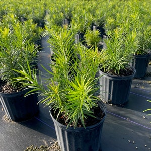 Podocarpus ‘Maki’ Podocarpus macrophyllus 10 inch pot Free shipping to Eastern and Central States List of excluded States in Description