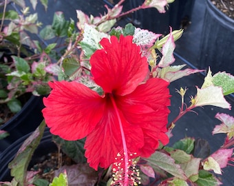 Hibiscus Variegated ‘Snow Queen’ 10” inch pot  FREE Shipping East Coast and Central States