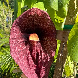 Dutchman’s pipe Aristolochia littoralis 10 inch pot trellis Free shipping to Eastern and Central States Excluded States in Description
