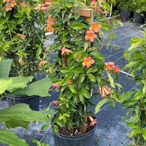 Crossvine Bignonia capreolata 10 inch pot Trellis Free shipping to Eastern and Central States List of excluded States in Description