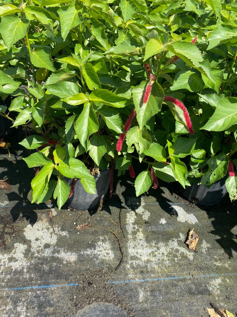 Chenille Plant Acalypha hispida 10 inch pot FREE Shipping East Coast and Central States image 6