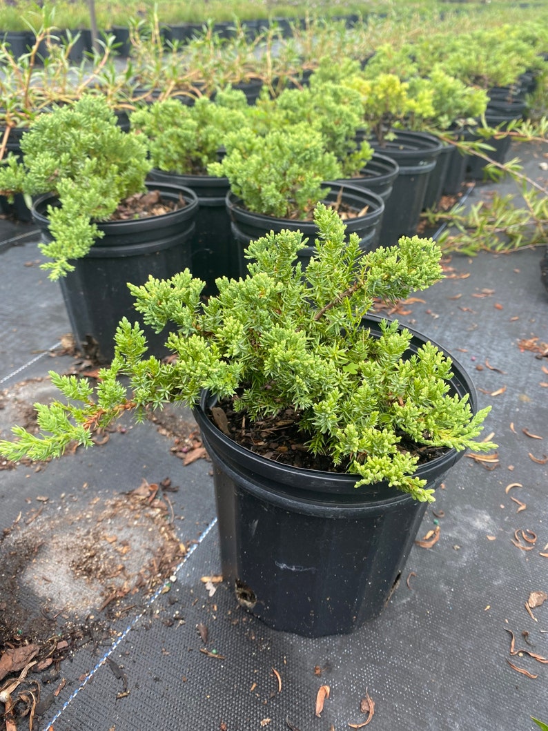 Juniper Parsoni Juniperus chinensis 6 inch pot FREE Shipping East Coast and Central States image 4