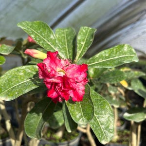 Desert Rose – Adenium obesum 10 Inch Pot, Colorful Tropical Succulent, Bonsai-Style Caudex, Drought-Tolerant Patio Plant image 8
