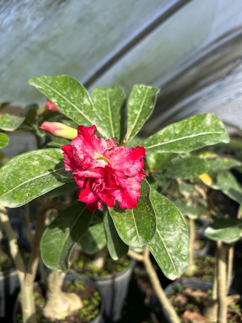 Desert Rose – Adenium obesum 10 Inch Pot, Colorful Tropical Succulent, Bonsai-Style Caudex, Drought-Tolerant Patio Plant image 8