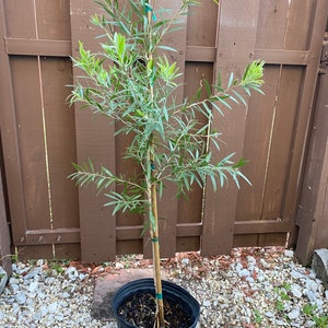 Red Cluster Bottlebrush Tree Callistemon rigidus Standard TREE FORM 10 inch pot FREE Shipping East Coast and Central States image 7