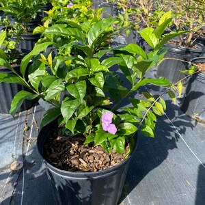 Yesterday Today and Tomorrow Brunfelsia pauciflora floribunda BUSH FORM 10 inch pot FREE Shipping East Coast and Central States image 4