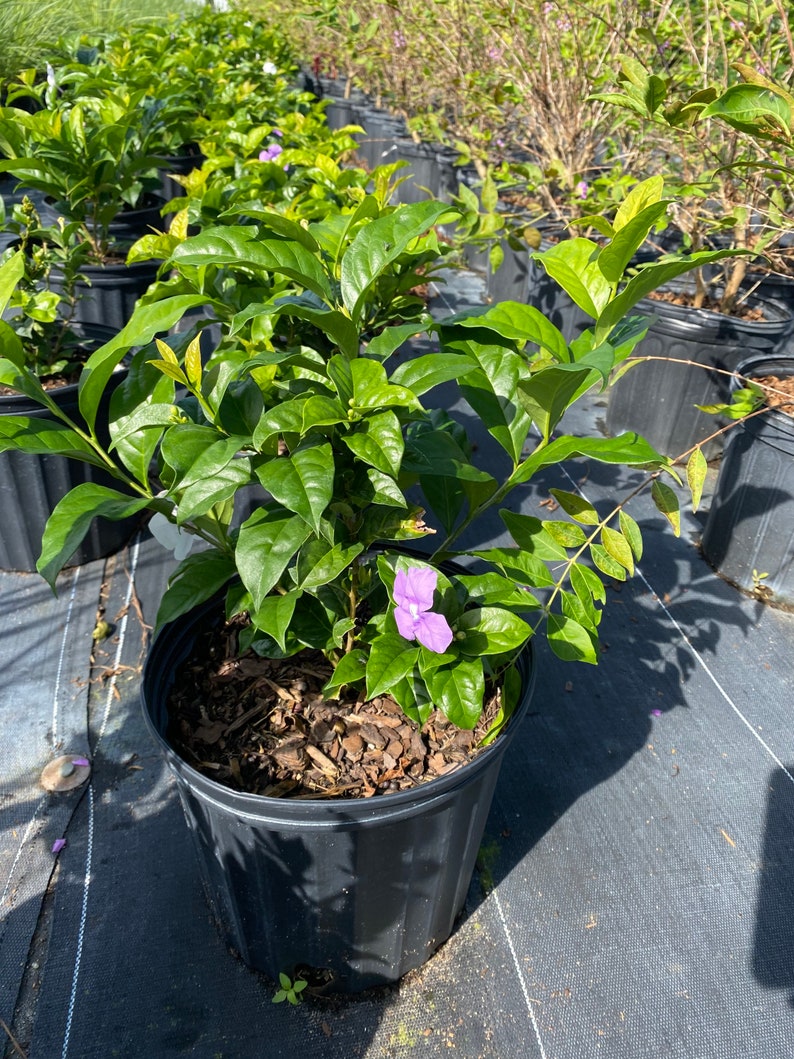 Yesterday Today and Tomorrow Brunfelsia pauciflora floribunda BUSH FORM 10 inch pot FREE Shipping East Coast and Central States image 4