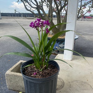 Purple Ground Orchid Spathoglottis plicata 10 inch pot image 4