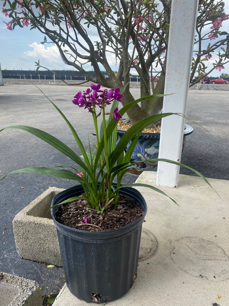 Purple Ground Orchid Spathoglottis plicata 10 inch pot image 4