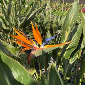 May include: A vibrant orange and blue bird of paradise flower blooms in a lush green tropical garden.