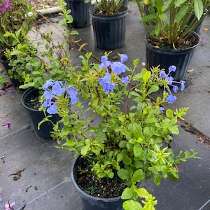 Blue Plumbago Plumbago auriculata 10 inch pot FREE Shipping East Coast and Central States image 5