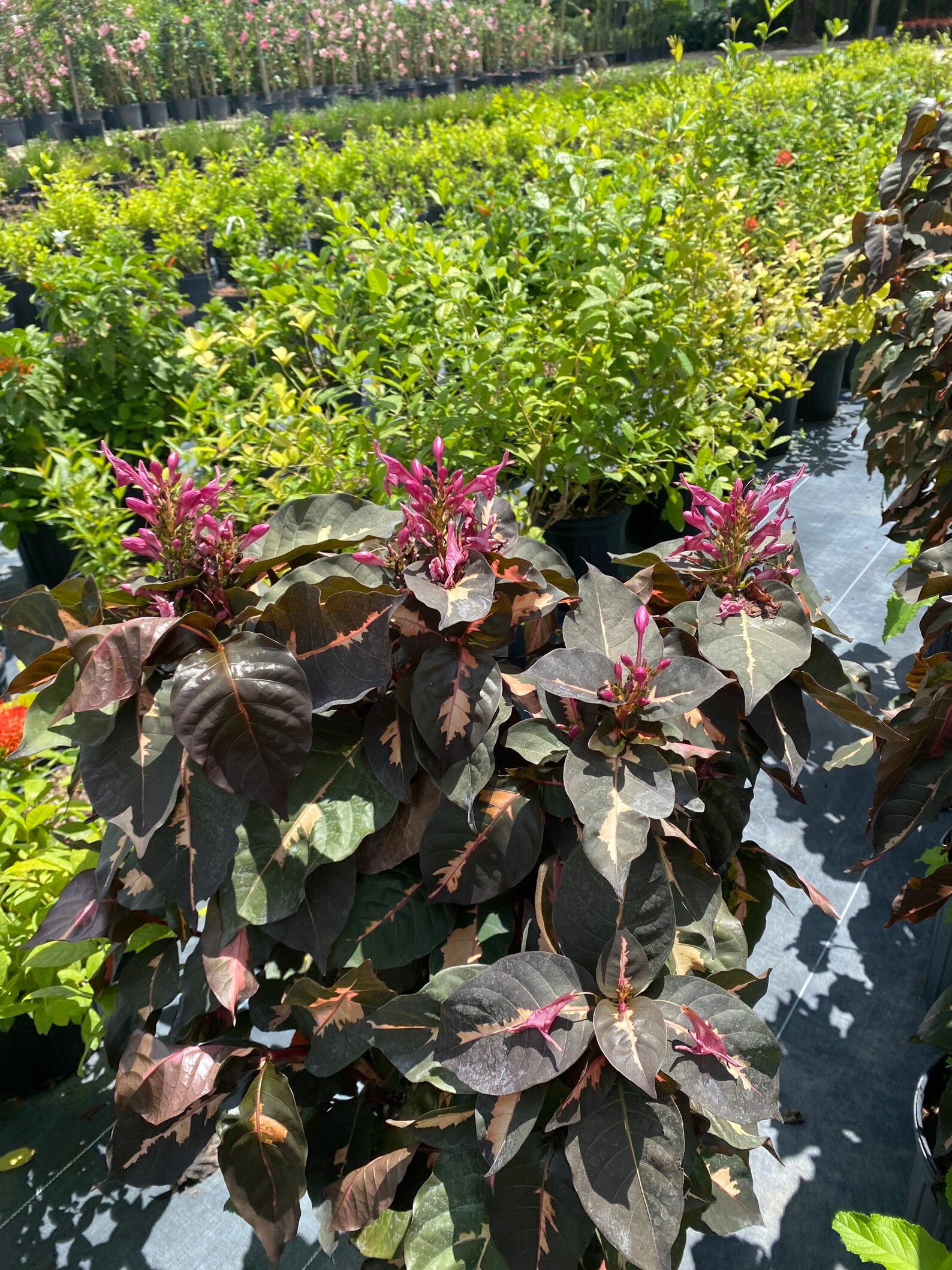 Jamaican Croton Chocolate Caricature Croton 10 Inch Pot FREE Etsy