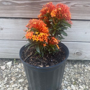 Ixora Taiwanese Carmen Orange Ixora taiwanensis 10 inch pot FREE Shipping East Coast and Central States zdjęcie 1