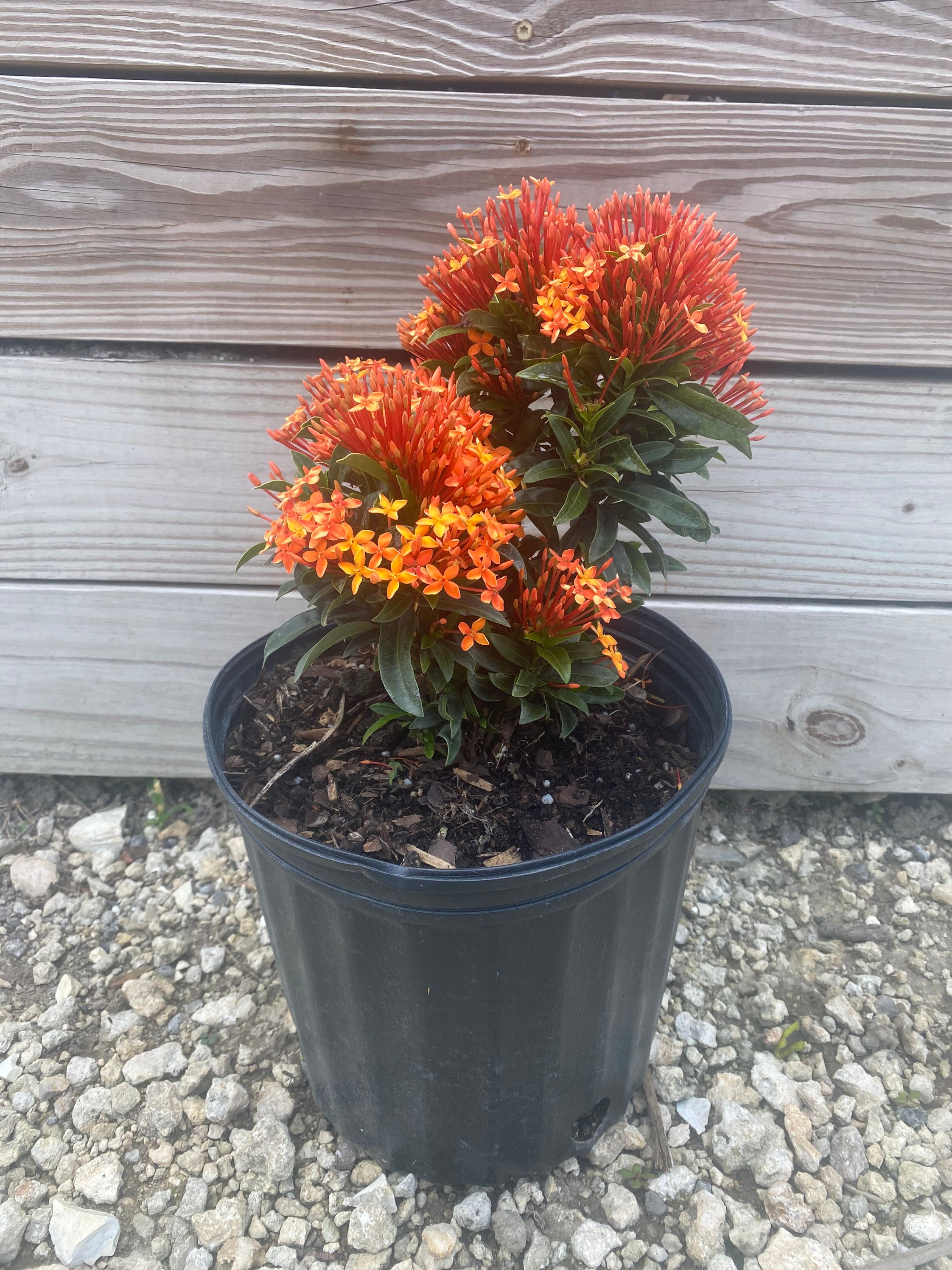 Ixora Taiwanese Carmen 10 Inch Pot. Tropical Flowering Shrub, Live