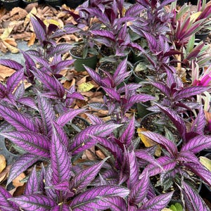 May include: A close-up of a group of purple and green plants with long, narrow leaves. The plants are in pots and are arranged in a row.