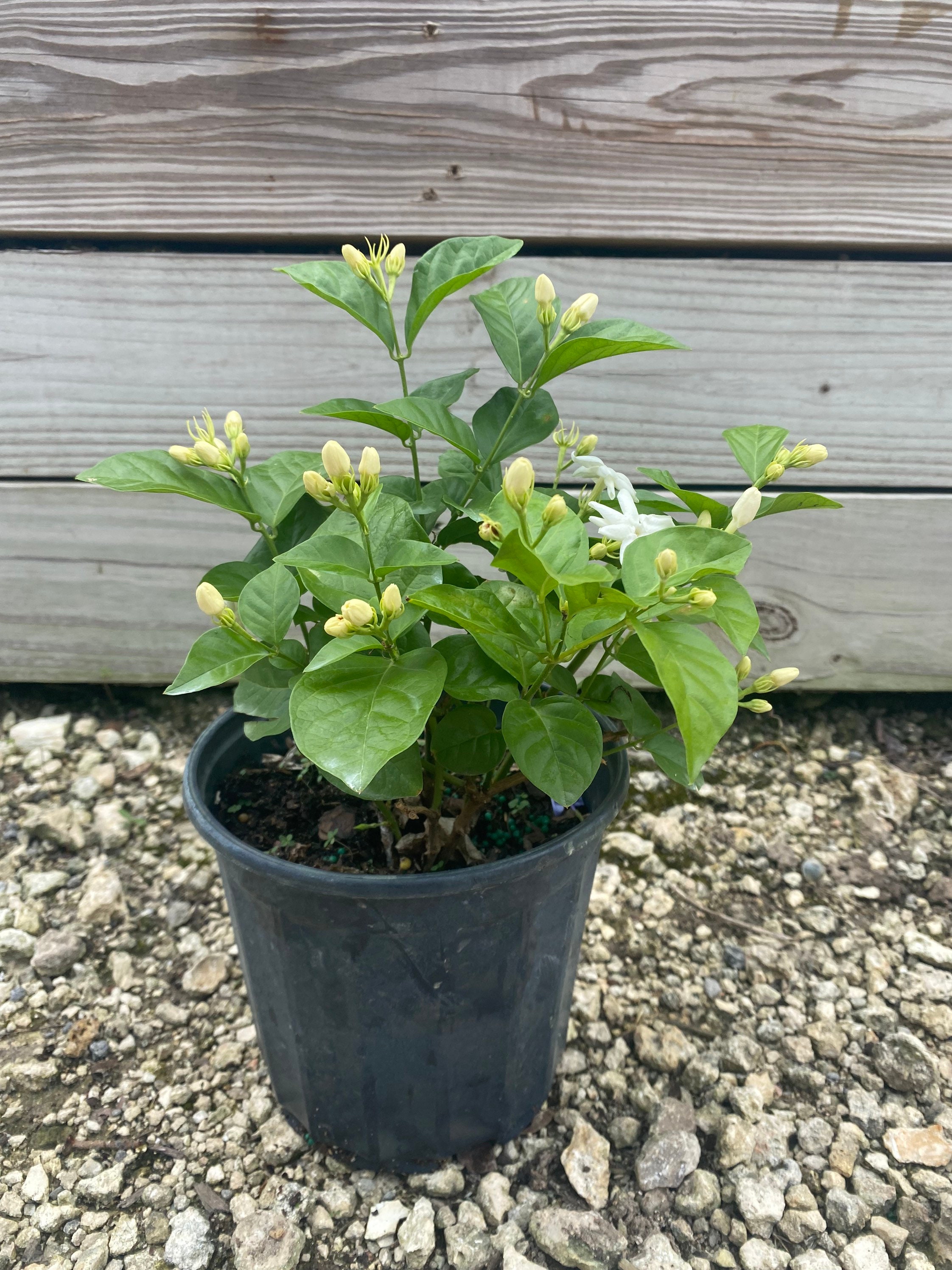 Arabian Jasmine Arabian Nights ubicaciondepersonas.cdmx.gob.mx