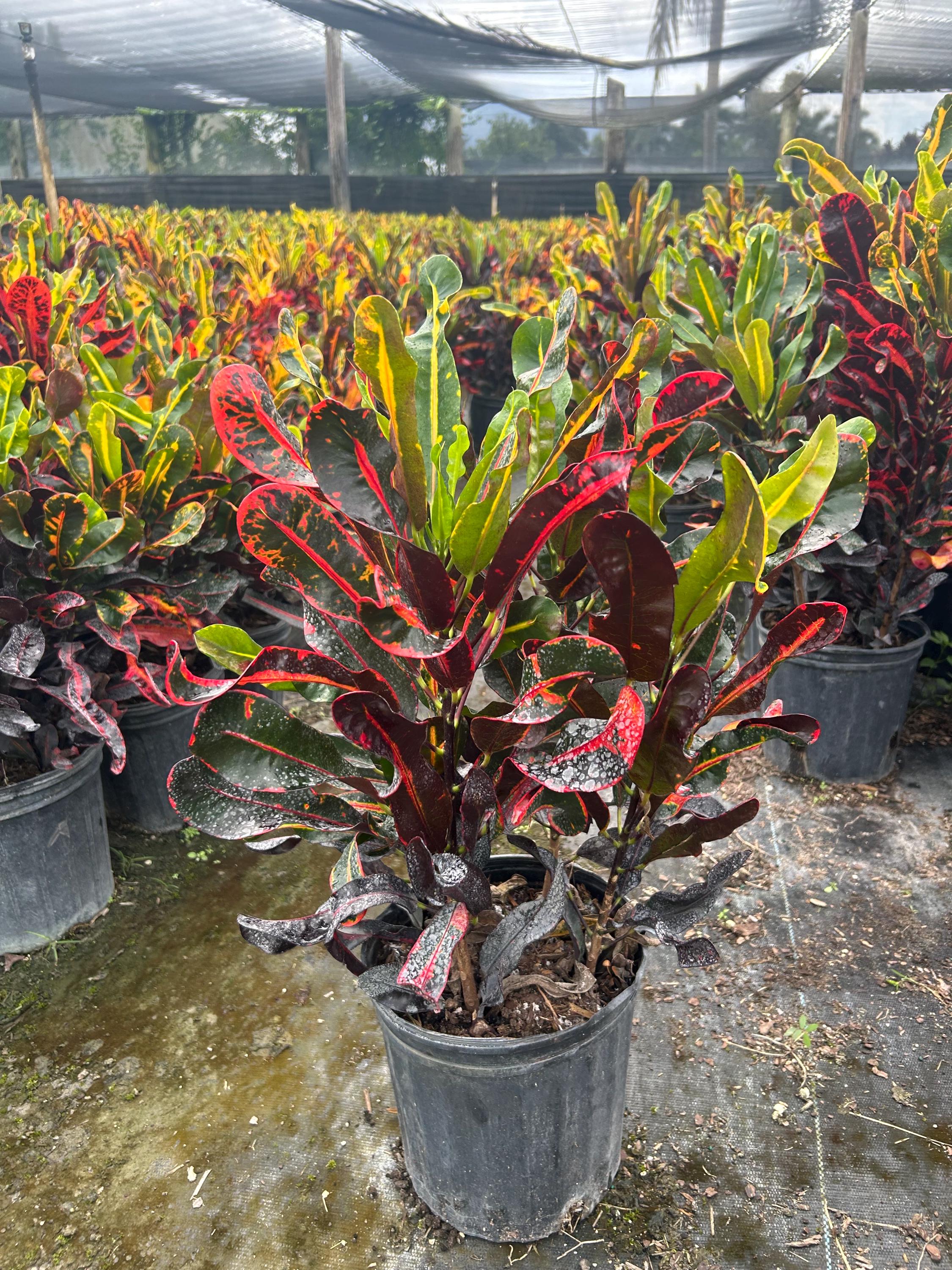 about dieffenbachia plant Dieffenbachia Compacta | Dumb Cane Plant