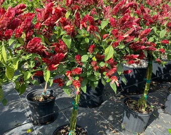 Red Shrimp Plant Justicia Brandegeana Standard Braided TREE - Etsy