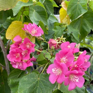 May include: Close-up of vibrant pink flowers with white stamens, clustered among large, green, heart-shaped leaves. Some leaves are yellow. The image showcases a flowering plant, possibly a hibiscus or similar tropical species.