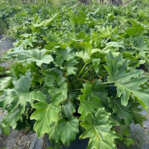 May include: A lush, green Philodendron plant with large, deeply lobed leaves. The plant is in a black pot, surrounded by other plants in a field. The leaves have a glossy texture and a vibrant green color.
