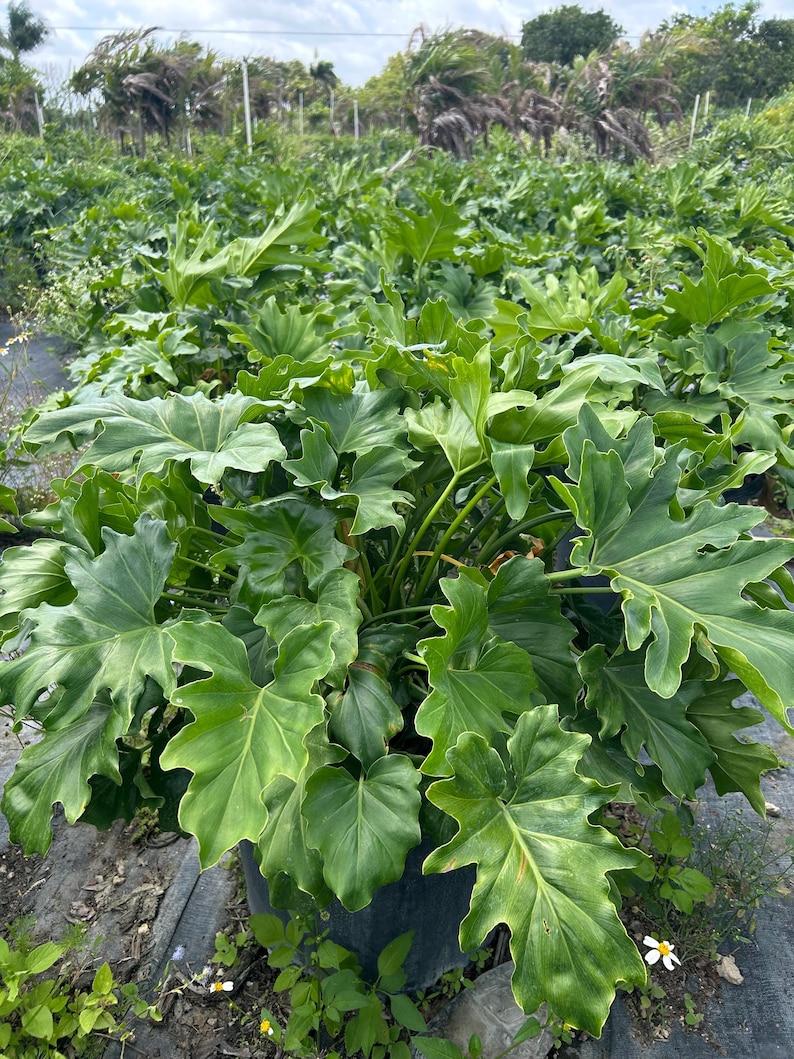 May include: A lush, green Philodendron plant with large, deeply lobed leaves. The plant is in a black pot, surrounded by other plants in a field. The leaves have a glossy texture and a vibrant green color.
