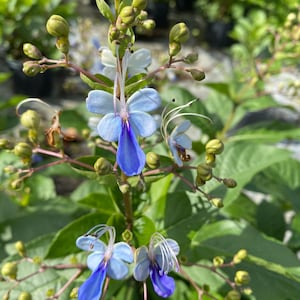 Clerodendrum Blue Clerodendrum ugandense 10 inch pot Free shipping to Eastern and Central States List of excluded States in Description