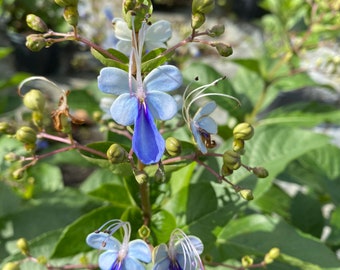 Blue Butterfly Bush – Clerodendrum ugandense 10 Inch Pot, Exotic Blue Flowers, Butterfly & Hummingbird Garden Plant