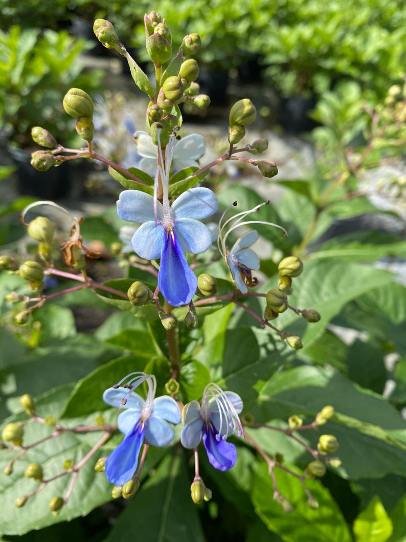 May include: Close-up of a flowering plant with vibrant blue and white blossoms. The flowers have a unique shape with long, delicate stamens. Green leaves and buds surround the blooms, creating a natural and fresh aesthetic. The plant is in focus against a blurred background.
