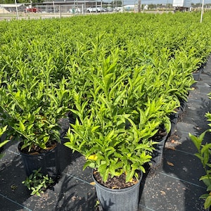 Night Blooming Jasmine – Cestrum nocturnum 10 Inch Pot, Fragrant Tropical Shrub, Night-Scented Flowers for Borders & Patio image 3