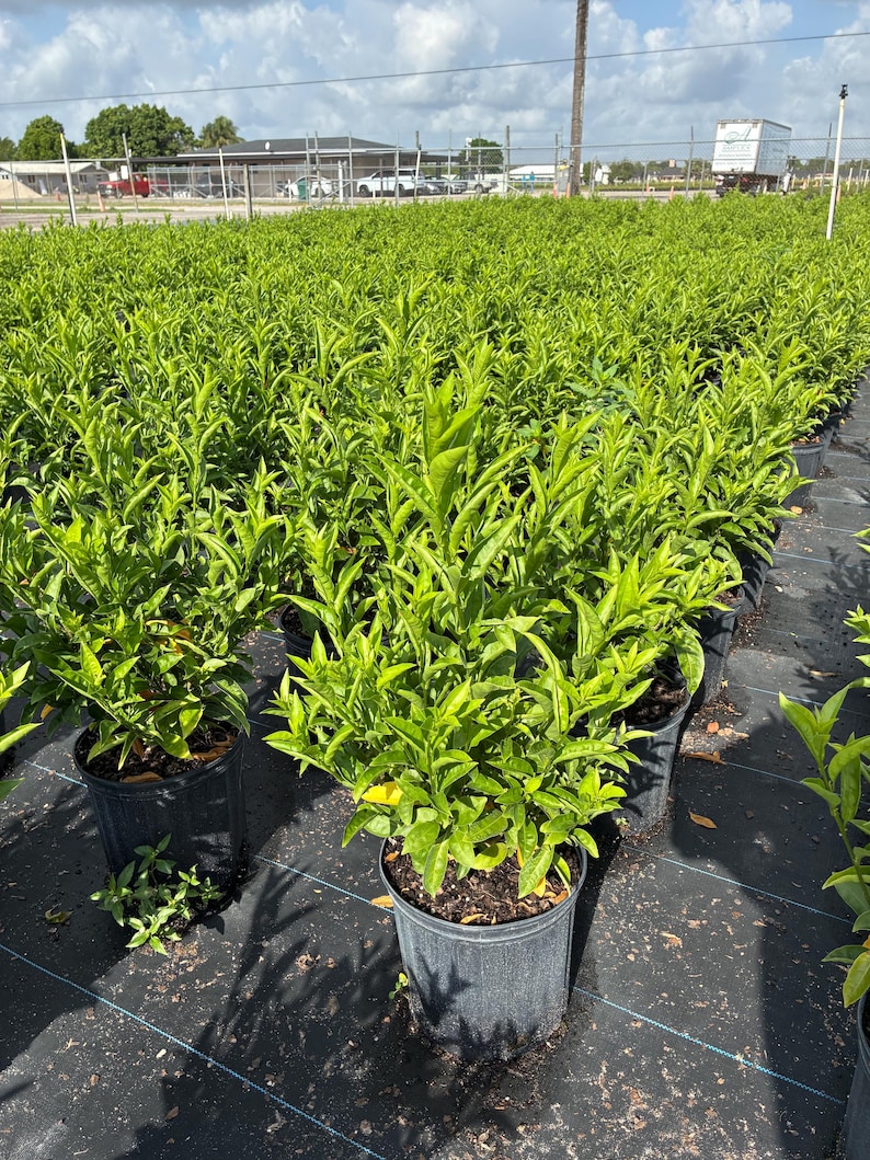 Night Blooming Jasmine – Cestrum nocturnum 10 Inch Pot, Fragrant Tropical Shrub, Night-Scented Flowers for Borders & Patio image 3