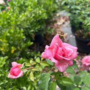 K&ouml;nnte beinhalten: Eine leuchtend rosa Rose in voller Bl&uuml;te mit zarten, geschichteten Bl&uuml;tenbl&auml;ttern, begleitet von einer kleineren, fest geschlossenen rosa Rosenknospe an einem gr&uuml;nen Stiel mit gezackten Bl&auml;ttern vor unscharfem gr&uuml;nem Laub.