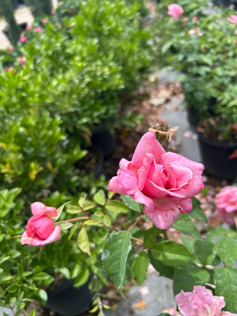 K&ouml;nnte beinhalten: Eine leuchtend rosa Rose in voller Bl&uuml;te mit zarten, geschichteten Bl&uuml;tenbl&auml;ttern, begleitet von einer kleineren, fest geschlossenen rosa Rosenknospe an einem gr&uuml;nen Stiel mit gezackten Bl&auml;ttern vor unscharfem gr&uuml;nem Laub.