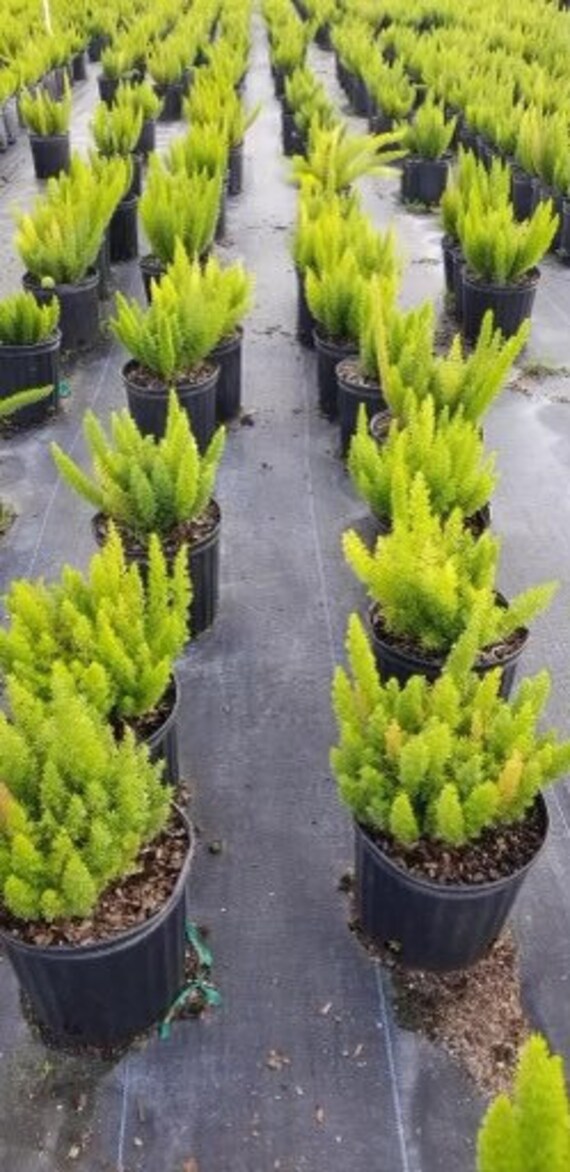 Asparagus Foxtail Fern Plant in 10 in. (3 Gal.) Grower Pot –  OnlinePlantCenter