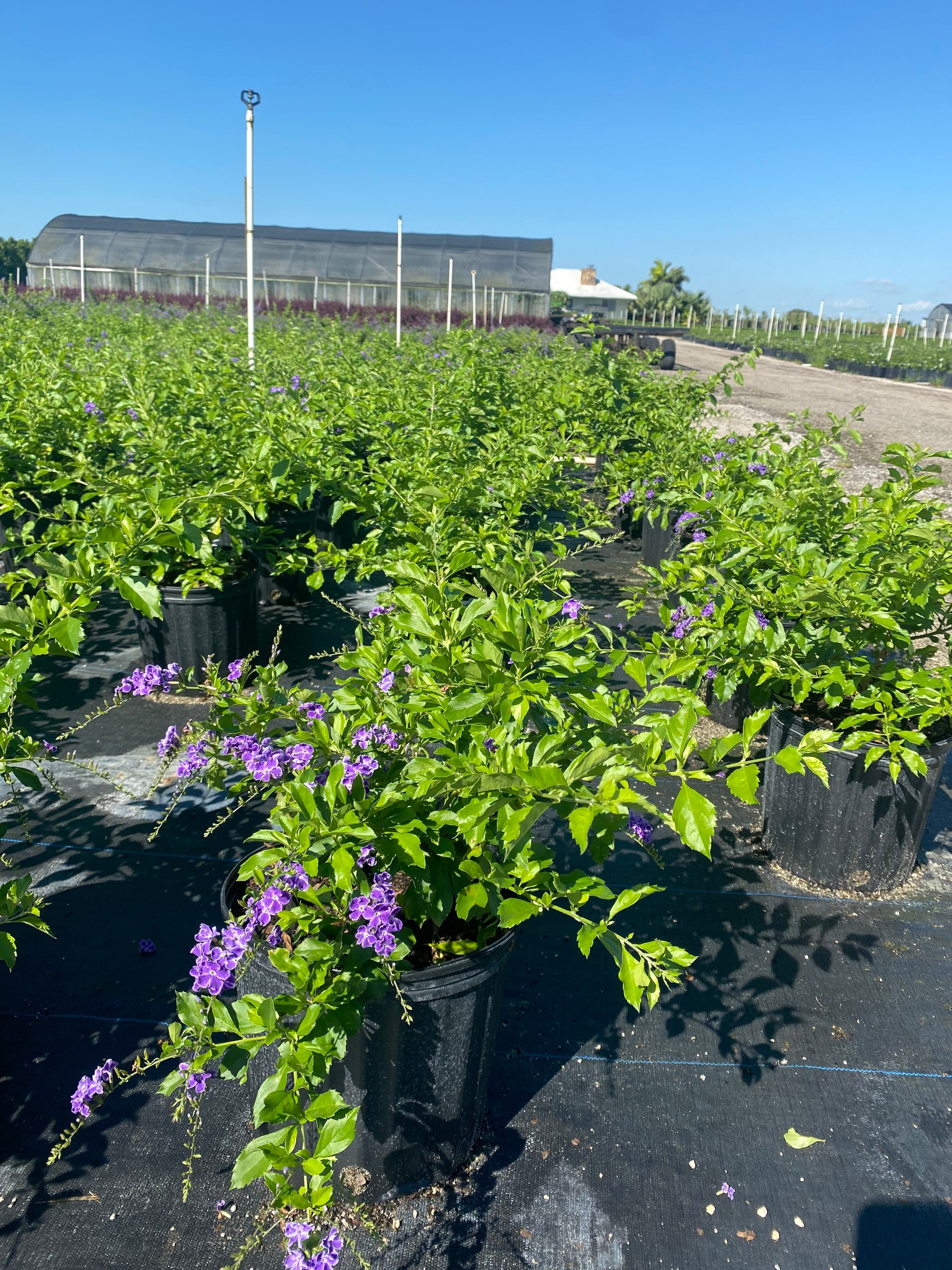 Duranta Sapphire Showers Dew Drop ‘sapphire Showers’ – Duranta Erecta 10 Inch Pot, Tropical