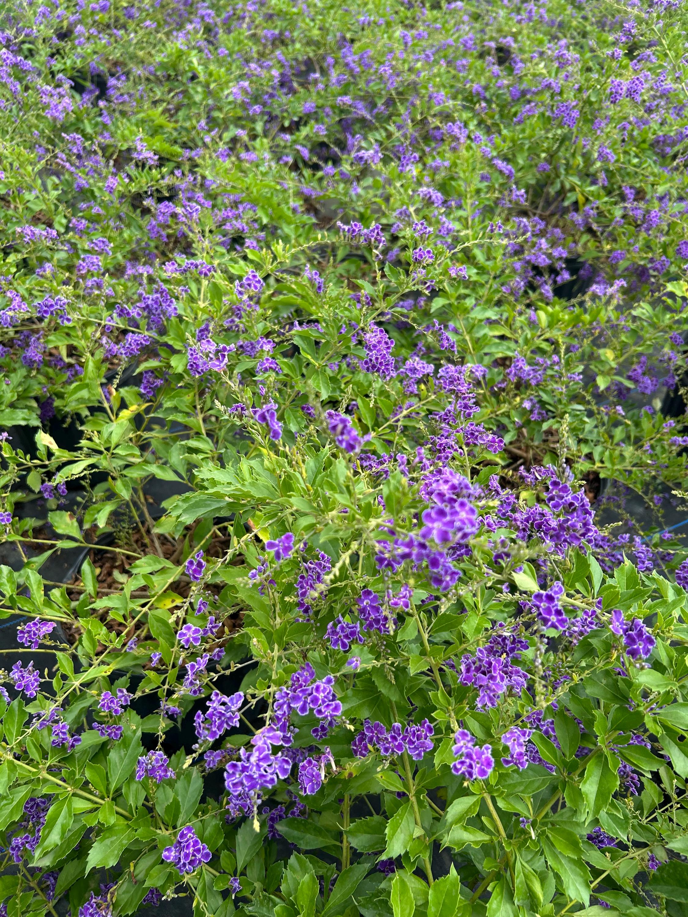 Dew Drop 'sapphire Showers' – Duranta Erecta 10 Inch Pot, Tropical