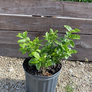 May include: A potted green jasmine plant with white flowers in a black plastic pot. The plant is sitting on a bed of small white rocks.