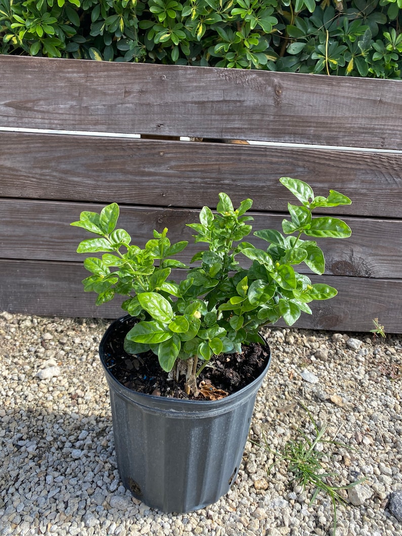 May include: A potted green jasmine plant with white flowers in a black plastic pot. The plant is sitting on a bed of small white rocks.
